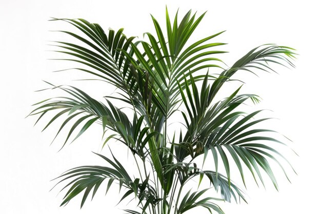 Kentia Palm Tree