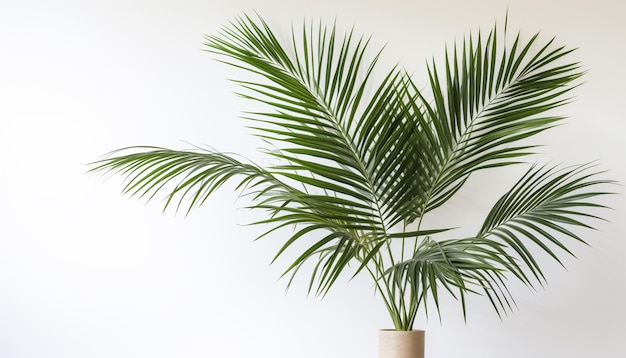 Kentia palm with its graceful fronds creating