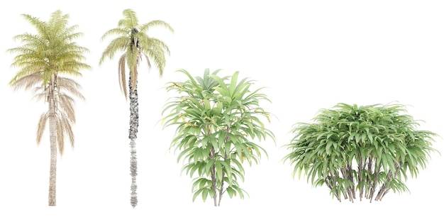 Kentia palmRaphis bomen op transparante achtergrond voor illustratie digitale compositie en architectuur visualisatie