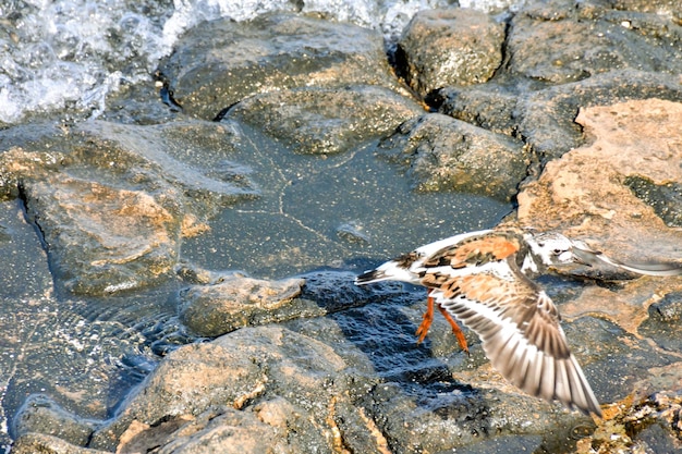 Kentish Plover Water Bird