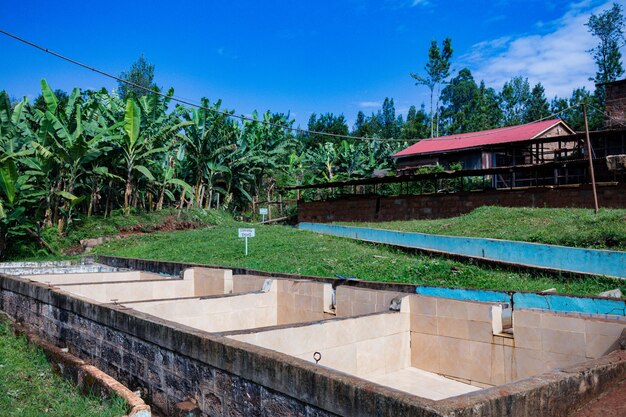 Foto kenya fagioli di caffè secchi agricoltura industria dei fattori agricoli kenya africa orientale paesaggi