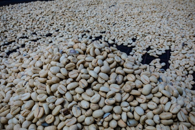 Kenya Coffee Beans Dried Farm Farming Factor Industry Kenya East Africa Landscapes