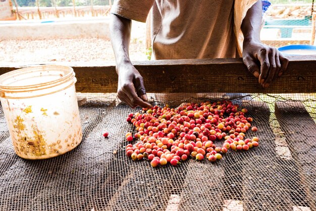 Фото Кения кофейные бобы сушеные фермы сельское хозяйство факторная промышленность кения восточная африка пейзажи