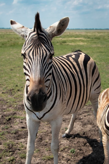 Kenya Hell's Gate National Park Zebras herd grazing High quality photo