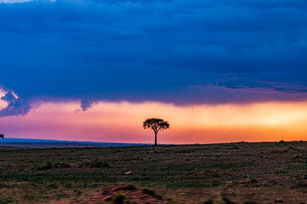 Photo kenya landscapes wildebeest migrations wildlife animals mammals savanna grassland maasai mara nation