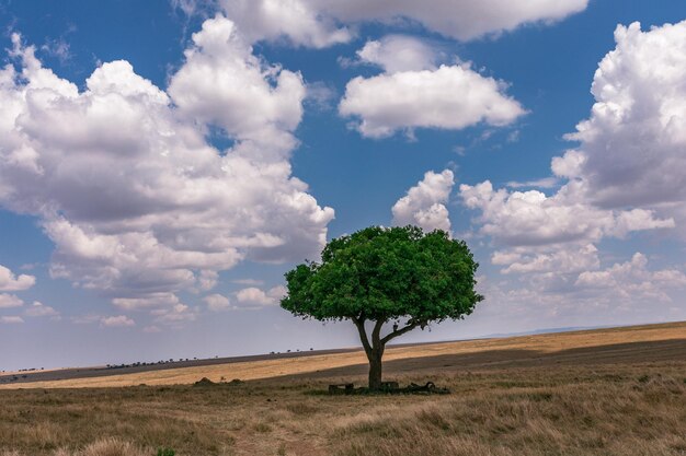 Kenya Landscapes Wildlife Animals Mammals Savanna Grassland Maasai Mara National Game Reserve Park