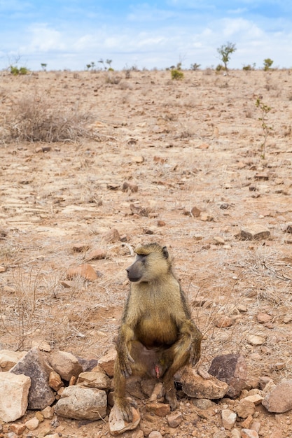 Kenya, parco nazionale orientale di tsavo. un babbuino libero nella sua terra