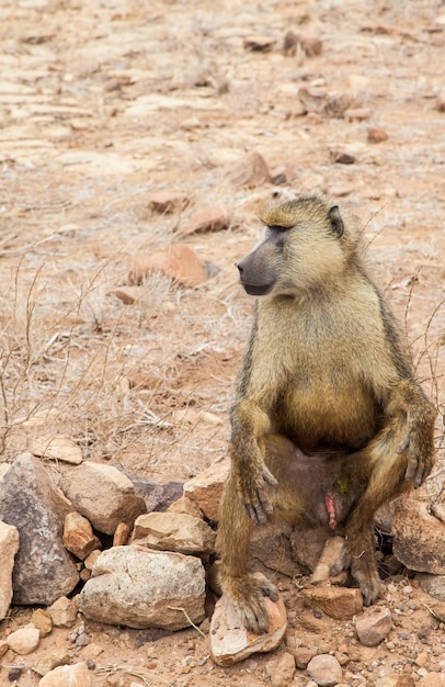 Kenya, Tsavo East National Park. A free baboon in her land