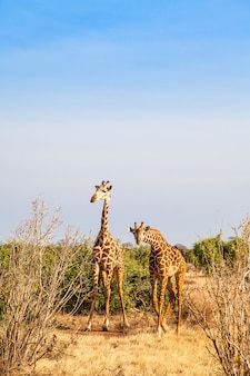 Kenya, parco nazionale orientale di tsavo. giraffa libera alla luce del tramonto.