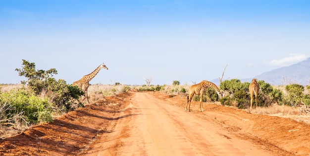 Kenya, parco nazionale orientale di tsavo. giraffa libera alla luce del tramonto.