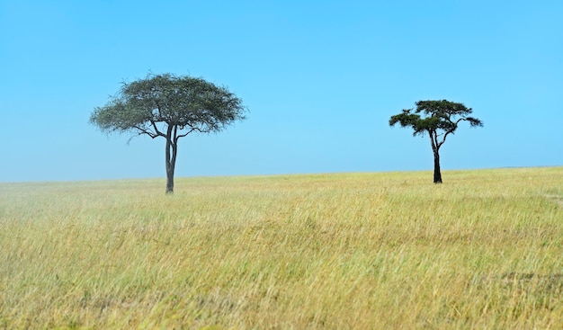 Kenyan Masai Mara savannah landscape in summer. Africa