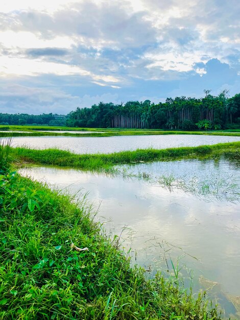 Kerala Green Landscape royalty