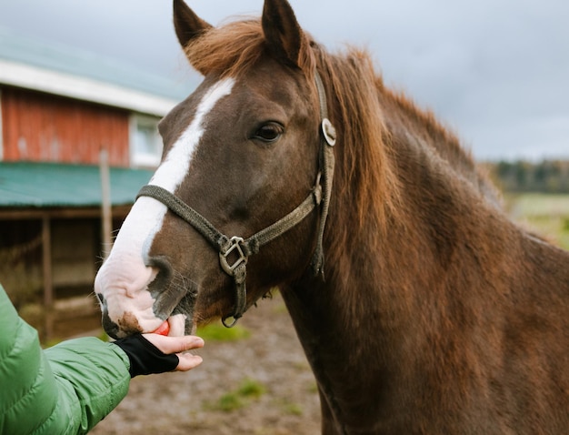 Kerel die een paard voedt met een traktatie uit zijn hand op een boerderij