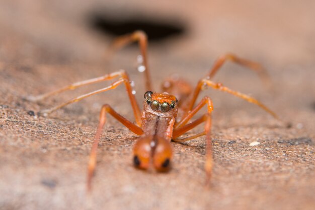 Kerengga ant-like jumper macro