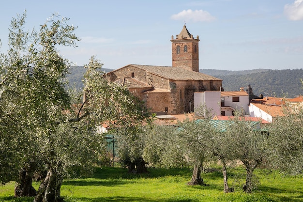 Kerk met olijfboom in het dorp Berzocana, Caceres, Spanje