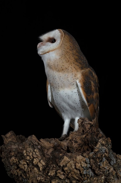 Kerkuil op zijn favoriete nachtjagende uitkijktoren op een koude donkere winternacht