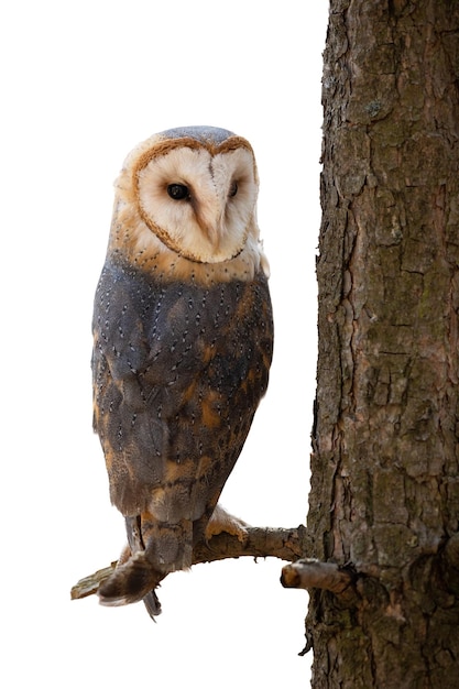 Kerkuil rust op een tak bij de boom en kijkt over de schouder terug