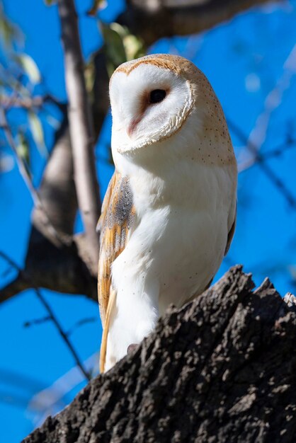 Kerkuil Tyto alba Malaga Spanje