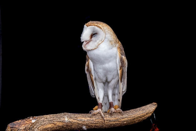 Kerkuilen (familie Tytonidae) zijn een van de twee families van uilen, de andere is de echte uil of typische uil, Strigidae.