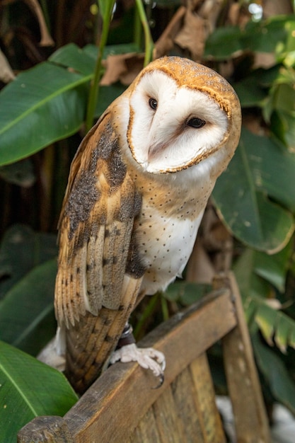 Kerkuilen (familie Tytonidae) zijn een van de twee families van uilen, de andere is de echte uil of typische uil, Strigidae.