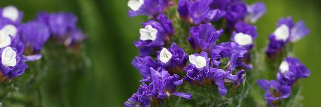 Kermek bloemen groeien in tuin close-up mooie blauwe zomerbloemen concept