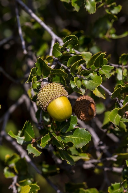 Kermes oak Quercus coccifera is a evergreen shrub native to Mediterranean Basin Acorns and leaves detail