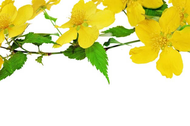 Kerria  Japonica   Yellow wildflowers isolated on white background .