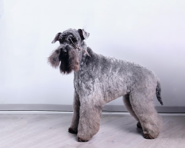 Kerry Blue Terrier dog in the rack side view with pigtails on the beard