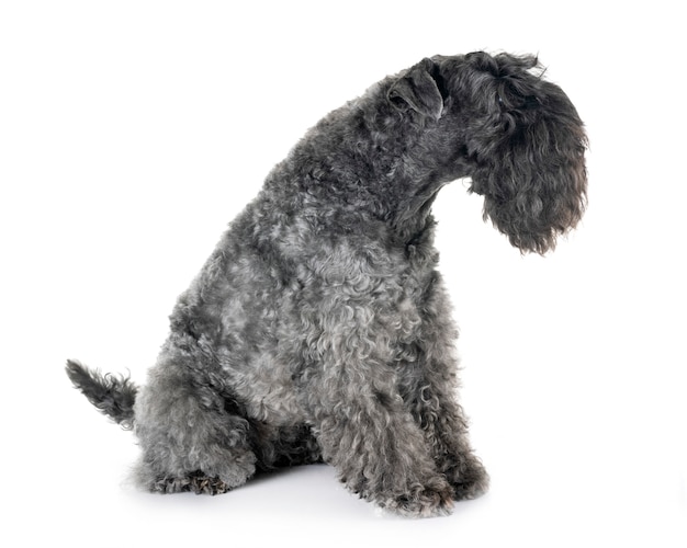 Kerry Blue Terrier