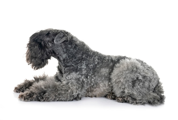 Photo kerry blue terrier