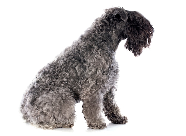 Kerry blue terrier