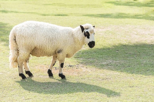 Kerry Hill-schapen op groene grasgebieden