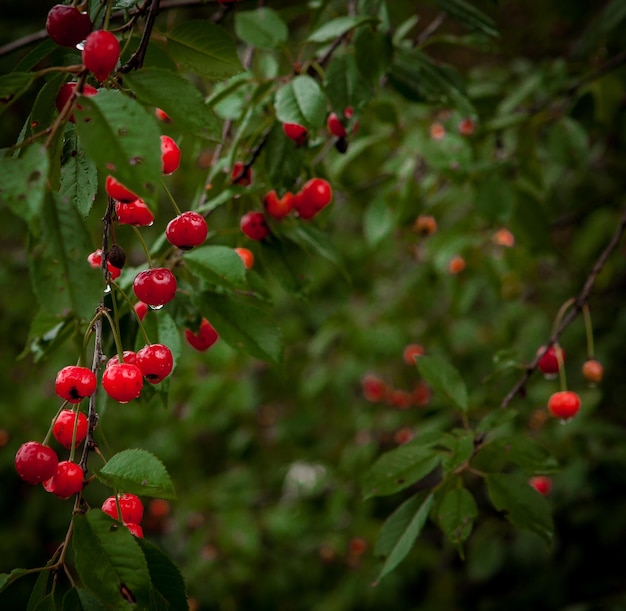 Kers in de druppels na de regen in de tuin