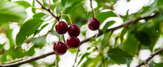 Kers op een boom in de tuin. Selectieve focus.natuur