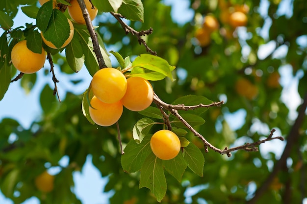 Kers-pruimenboom met fruit dat in de tuin groeit