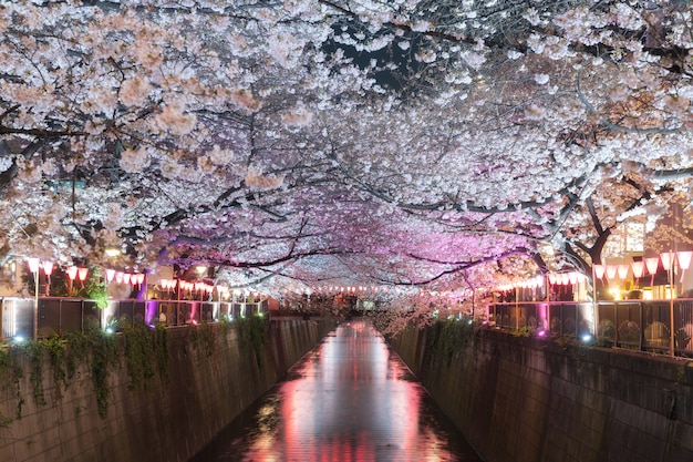 Kersebloesem bekleed Meguro-kanaal bij nacht in Tokyo, Japan.