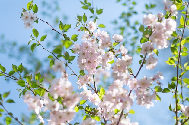 Kersebloesem. Lente ansichtkaart.