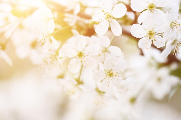 Kersen bloemen frame