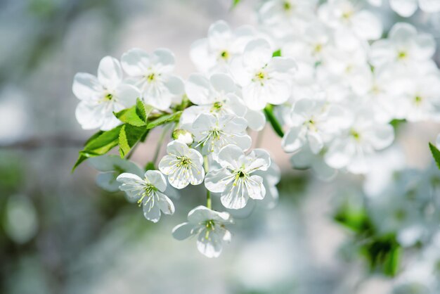 Kersen bloemen frame