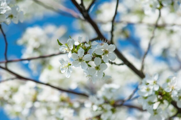 kersen bloemen