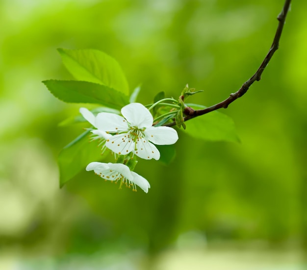 kersen bloemen