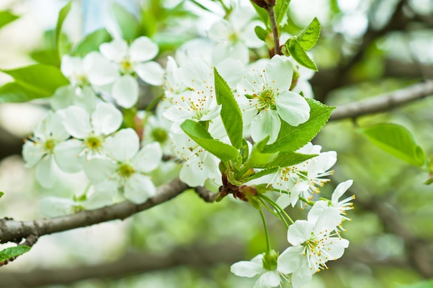 kersen bloemen