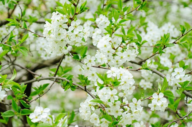 kersen bloemen