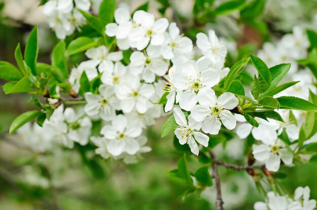 kersen bloemen