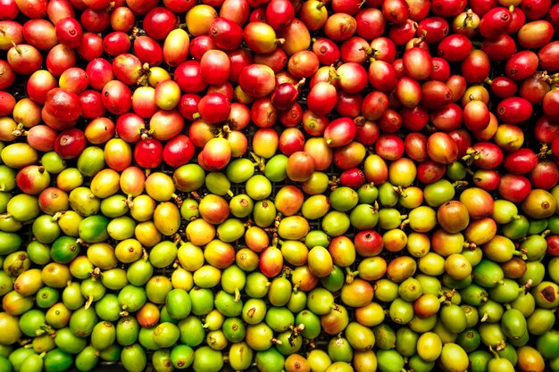 Kersen koffiebonen, rode koffie rijpheid droge proceskoffie