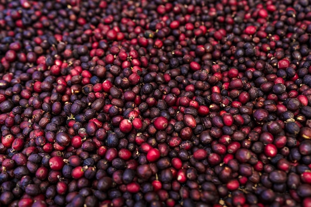 Kersen koffiebonen, rode koffie rijpheid droge proceskoffie