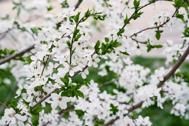 Kersen lentebloemen