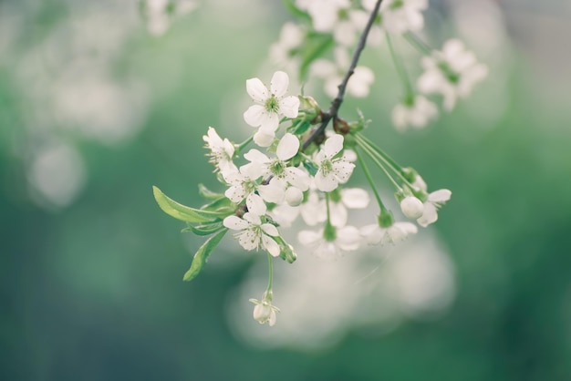 Kersen lentebloemen