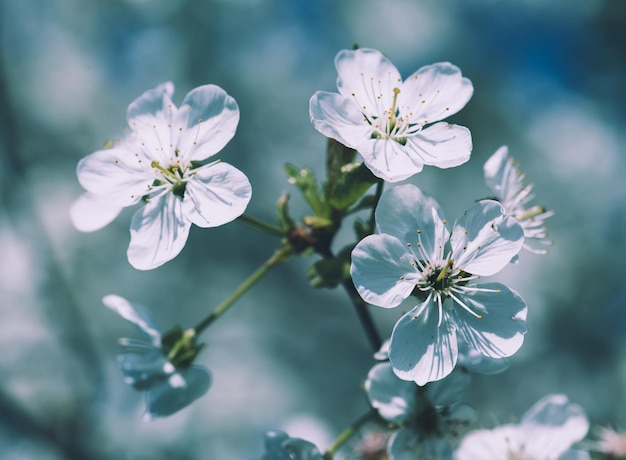 Kersen lentebloemen