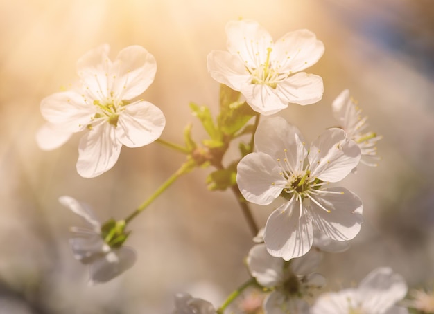 Kersen lentebloemen